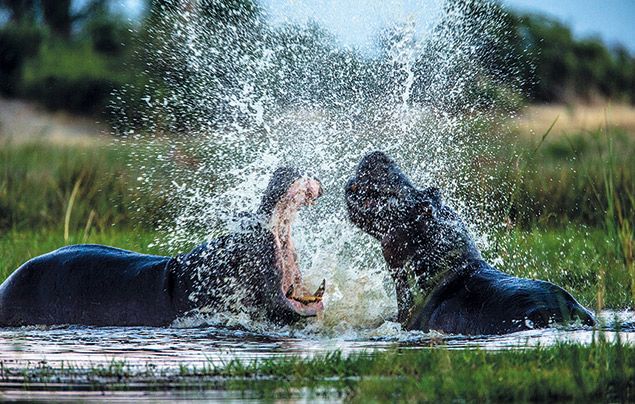 Extraordinary Africa National Geographic Wild: photo of hippos fighting