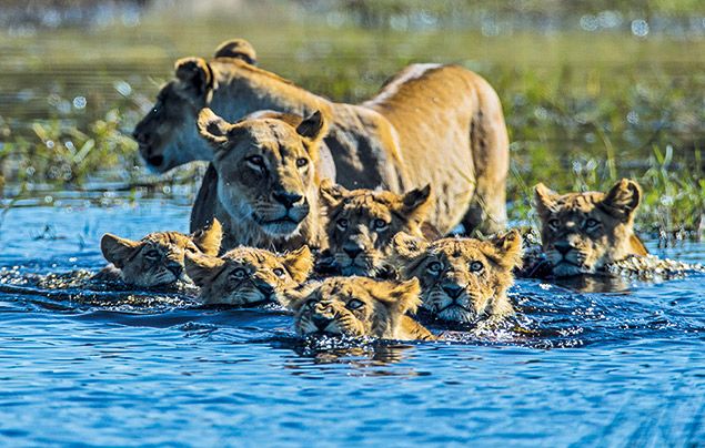 Extraordinary Africa National Geographic Wild: photo of lionesses and cubs crossing the river