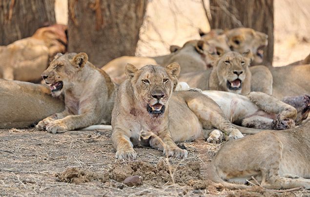 Extraordinary Africa National Geographic Wild: photo of a full-bellied pride of lions