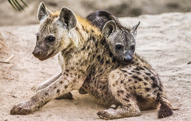 Extraordinary Africa National Geographic Wild: photo of two hyena cubs