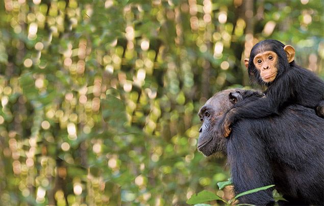 Jane Goodall interview: mother and infant chimp