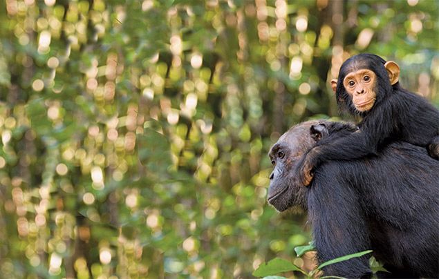 Is a Chimp a Monkey? - Jane Goodall : Jane Goodall