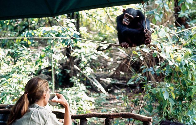 Jane Goodall interview: Jane observing chimp