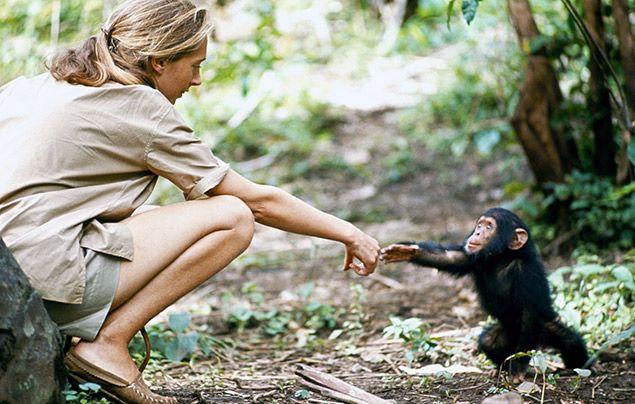 Jane Goodall interview: Jane with chimp