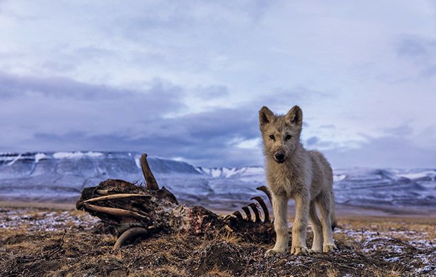 Kingdom of the White Wolf! - National Geographic Kids