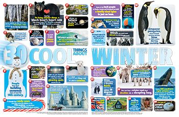 Winter Facts Primary Resource - Small image