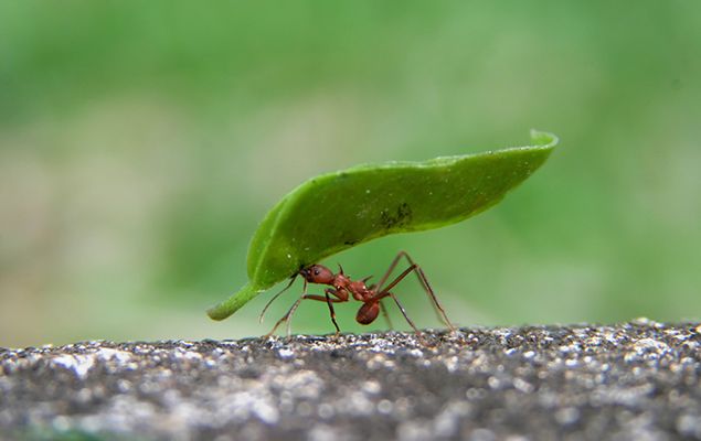 Facts about ants