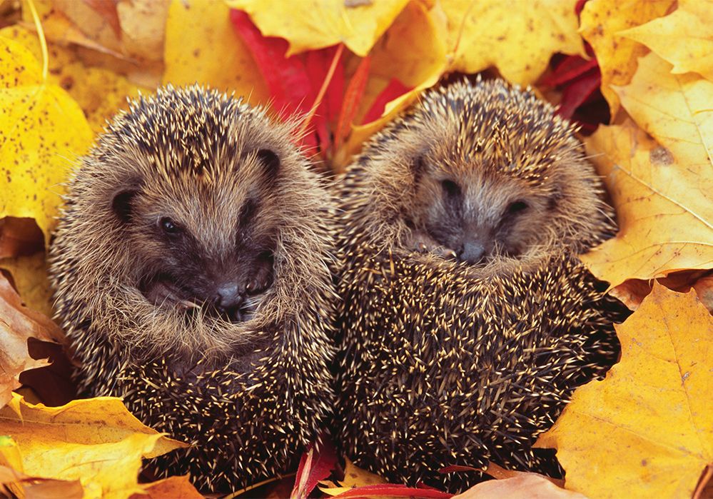 10 fascinating facts about hibernation - National Geographic Kids