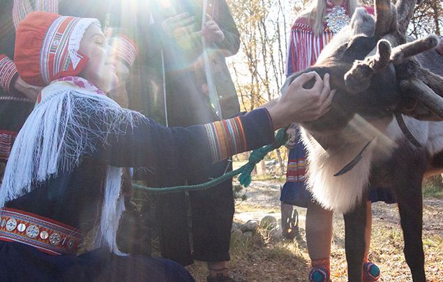 Sámi people: Sámi woman inspects reindeer