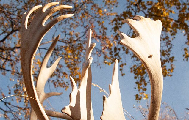 Reindeer facts: image of large reindeer antlers