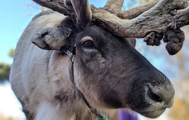 In Frozen (2013) Sven is seen with antlers, despite the fact that only male  deer, moose and many other animals with antlers/horns are seen with them,  but Sven is, in fact, a