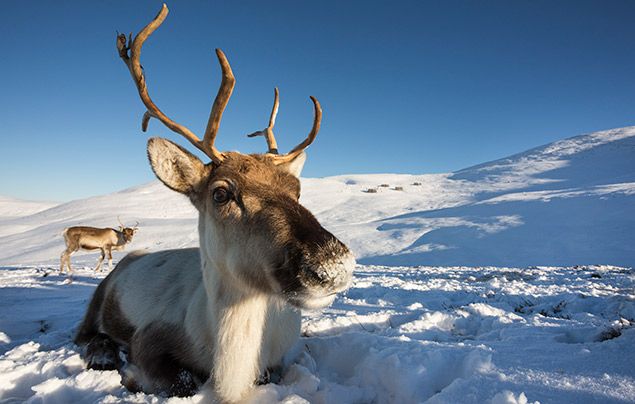 Reindeer facts: image of two reindeer in the snow