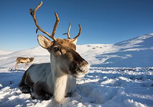 How long deals do reindeer live