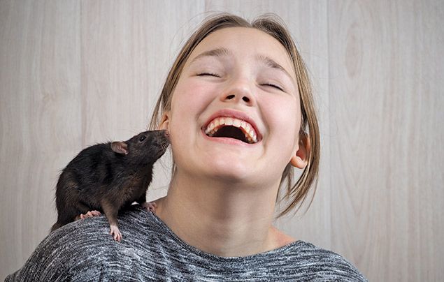 Rat facts: image of cute rat