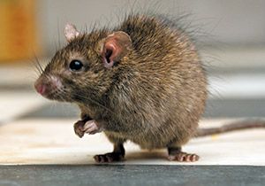 10 facts about rats - Animals | National Geographic Kids