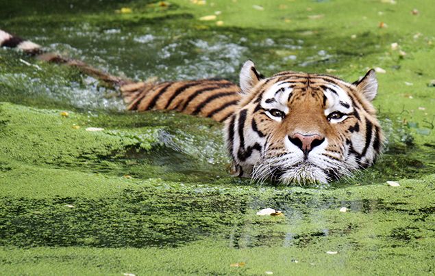 Bengal Tiger - Facts, Diet, Habitat & Pictures on