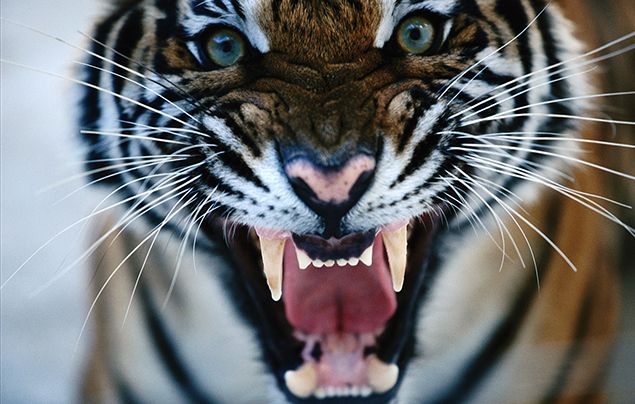 Bengal Tigers - Key Facts, Information & Pictures