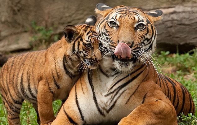 10 terrific tiger facts for kids - National Geographic Kids