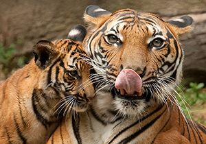 Interesting Facts about Bengal Tiger [ Fun Facts Animal ]