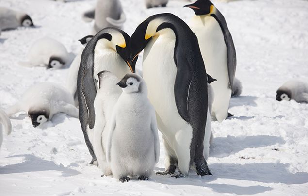 Save our polar habitats! - National Geographic Kids