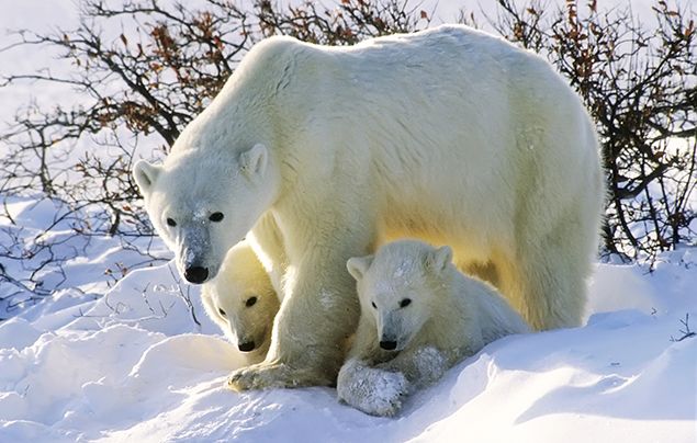 Hats  Polar Bear Habitat