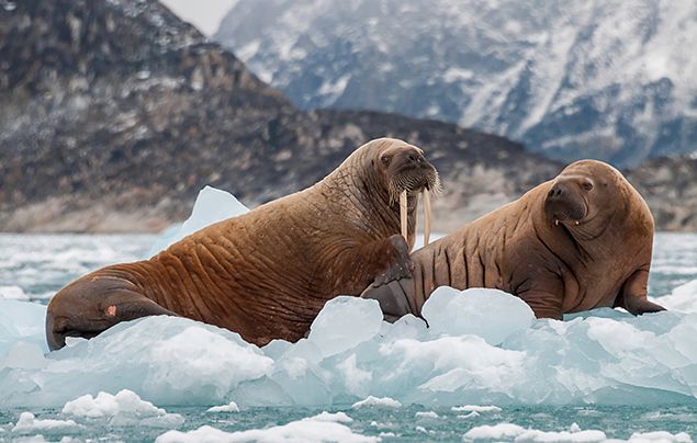 Polar Habitat Animals