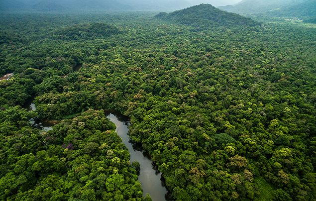 Save the Rainforest: How conservationism and environmentalism went