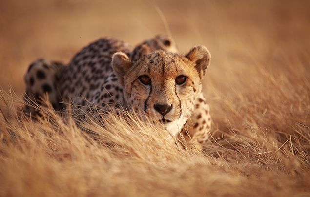 historic savanna grassland food web