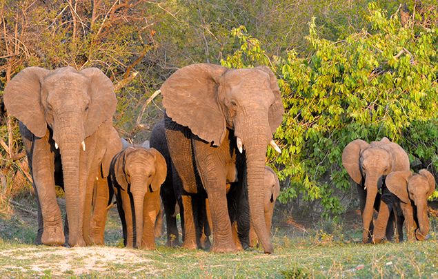 Elephant Fact Sheet, Blog, Nature