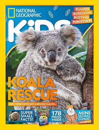 National Geographic Kids magazine: koala cover