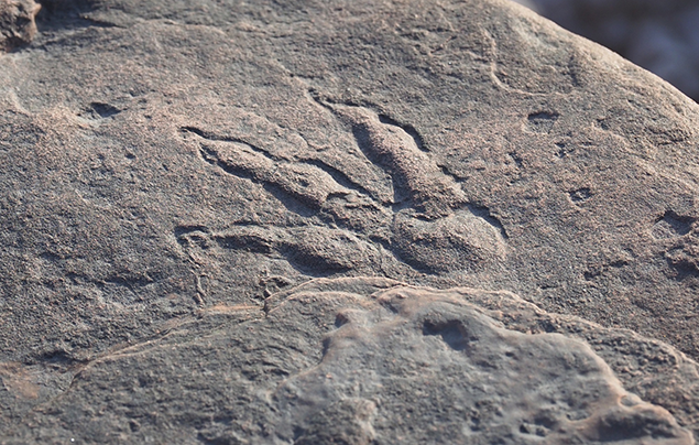 Fossil Footprint Found