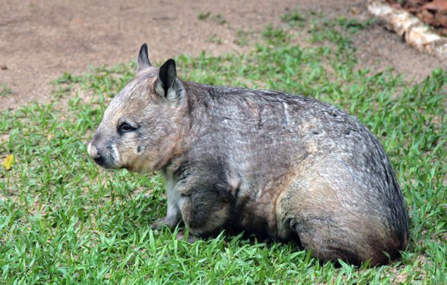 Facts about wombats | wombat sitting on grass