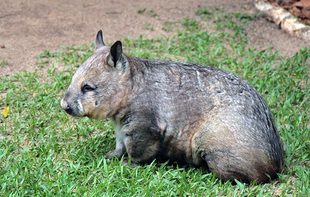 baby wombats running