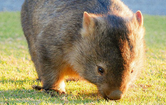 Facts about wombats | wombat in the sun eating grass