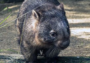 10 facts about wombats! - National Geographic Kids