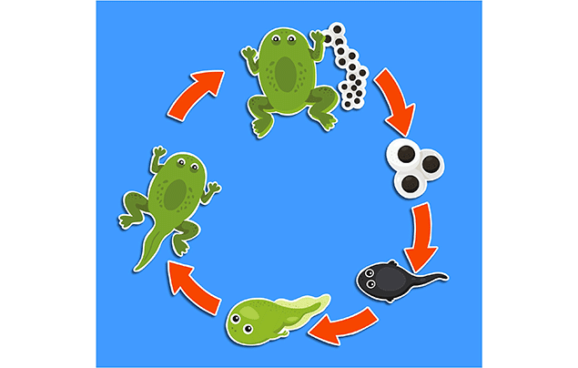 frog life cycle diagram