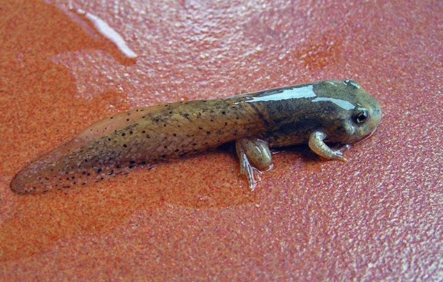 Frog Life cycle | tadpole that has grown all its legs, but still has a tail