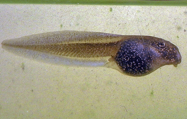 Frog Life Cycle | Tadpole close up, showing tail, eyes, and mouth