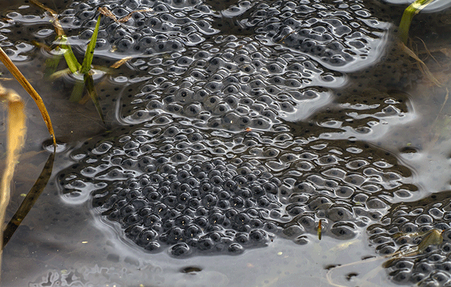 Frog Lifecycle | large clumps of frogspawn