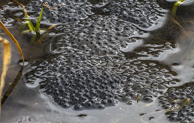 frog with eggs