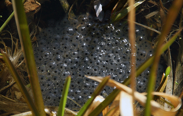 Frog Life cycle | frogspawn nestled between reeds