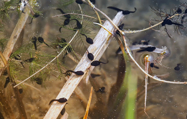 Frog Life Cycle | tadpoles swim in pond