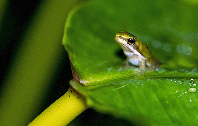 Frog Life Cycle | Tiny adult frog sits on leag