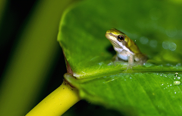 Photographer Takes Pictures Of Small Frogs Using Flowers As