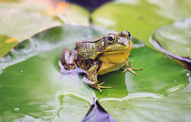 Frog Lifecycle | Bull frog sitting on a lilypad
