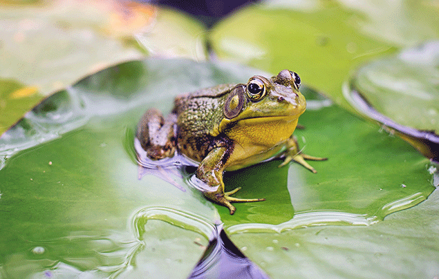 tadpole to frog process