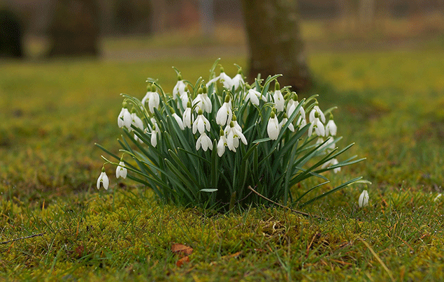 Signs of spring: facts for kids!