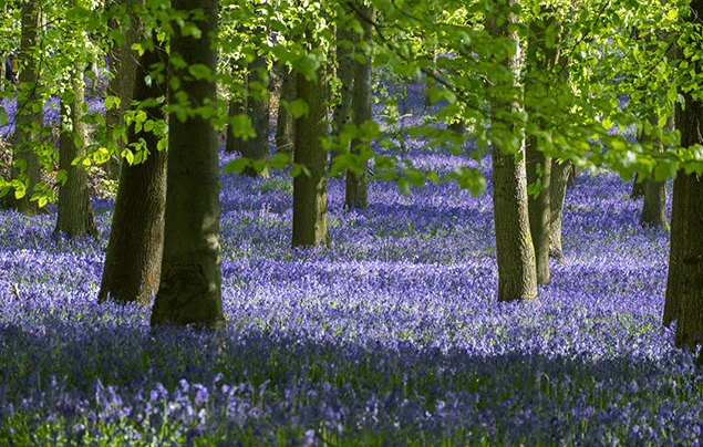 Signs of Spring | Bluebell woodland