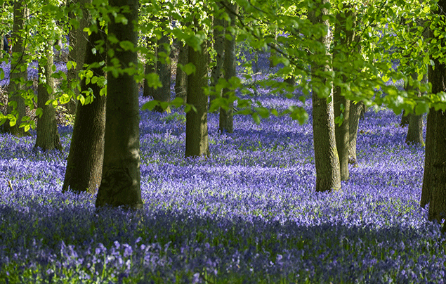 Signs of Spring