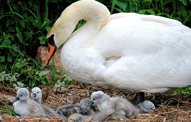 Signs of Spring | Swan and her cygnets